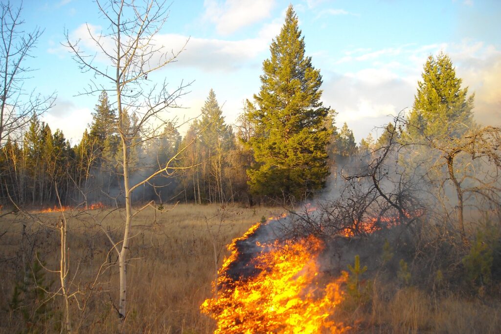 A preventative burn is carried out in the Cariboo Regional District. Preventative burns are also used by the Esk'etemc as part of their wildfire management practices. Image courtesy Province of BC.